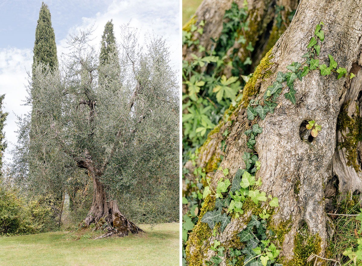 Ancient olive tree in a rustic medieval burg in Siena