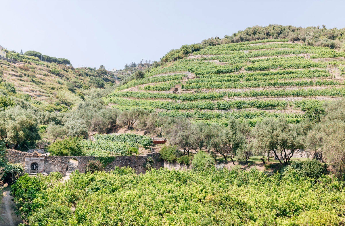 Wineyard hills in Buranco, Monterosso al Mare